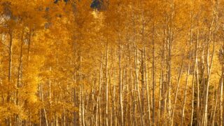 東京都「BCP実践促進助成金」とは?中小企業の危機管理を後押しする支援制度を解説